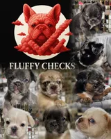 Black & Grey Merle Fluffy w/ Tan points , a male French Bulldog for sale in Potomac, MD – Photo 9 of 10