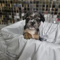 Black & Grey Merle Fluffy w/ Tan points , a male French Bulldog for sale in Potomac, MD – Photo 7 of 10