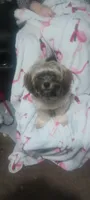 Chewbacca, a male Shih Tzu for sale in Lake Dallas, TX – Photo 1 of 6