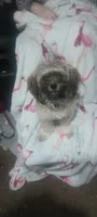 Chewbacca, a male Shih Tzu for sale in Lake Dallas, TX – Photo 4 of 6