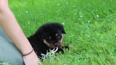 Thor, a male Rottweiler for sale in Fresno, OH – 10 of 10