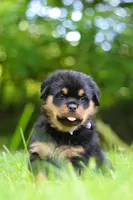 Thor, a male Rottweiler for sale in Fresno, OH – 6 of 10