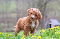 Molly, a female Poodle - Standard  for sale in Fresno, OH – Photo 4 of 6