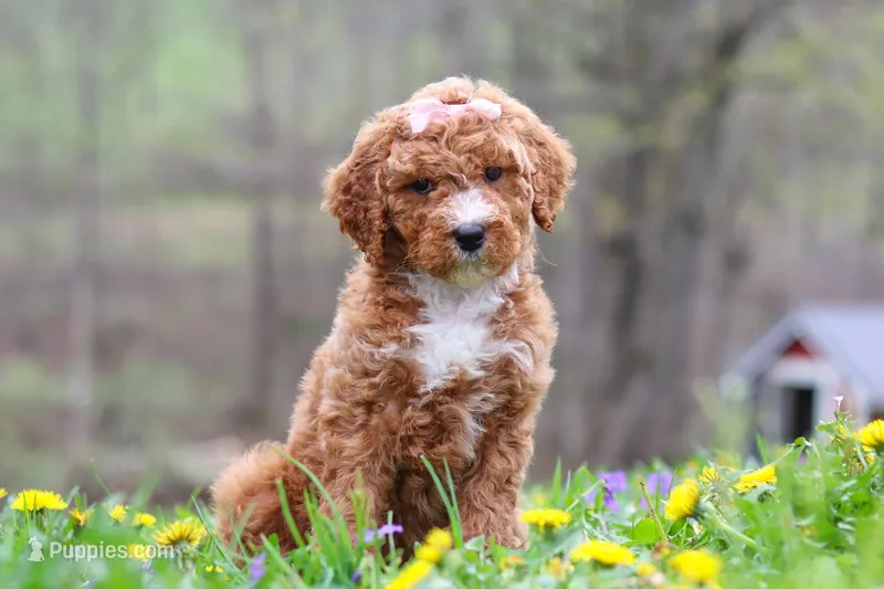 Molly, a female Poodle - Standard  for sale in Fresno, OH – Photo 1 of 6
