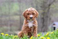 Molly, a female Poodle - Standard  for sale in Fresno, OH – Photo 6 of 6