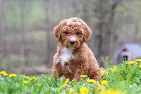 Molly, a female Poodle - Standard  for sale in Fresno, OH – Photo 5 of 6