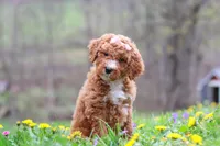 Molly, a female Poodle - Standard  for sale in Fresno, OH – Photo 2 of 6