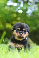Thor, a male Rottweiler for sale in Fresno, OH – 4 of 10