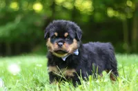 Thor, a male Rottweiler for sale in Fresno, OH – 5 of 10