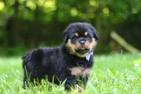 Thor, a male Rottweiler for sale in Fresno, OH – 7 of 10