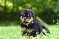 Thor, a male Rottweiler for sale in Fresno, OH – 2 of 10