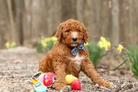 Luke, a male Goldendoodle for sale in Fresno, OH – Photo 2 of 5