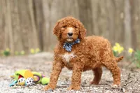 Luke, a male Goldendoodle for sale in Fresno, OH – Photo 3 of 5