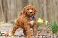 Luke, a male Goldendoodle for sale in Fresno, OH – Photo 5 of 5