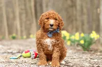 Luke, a male Goldendoodle for sale in Fresno, OH – Photo 4 of 5