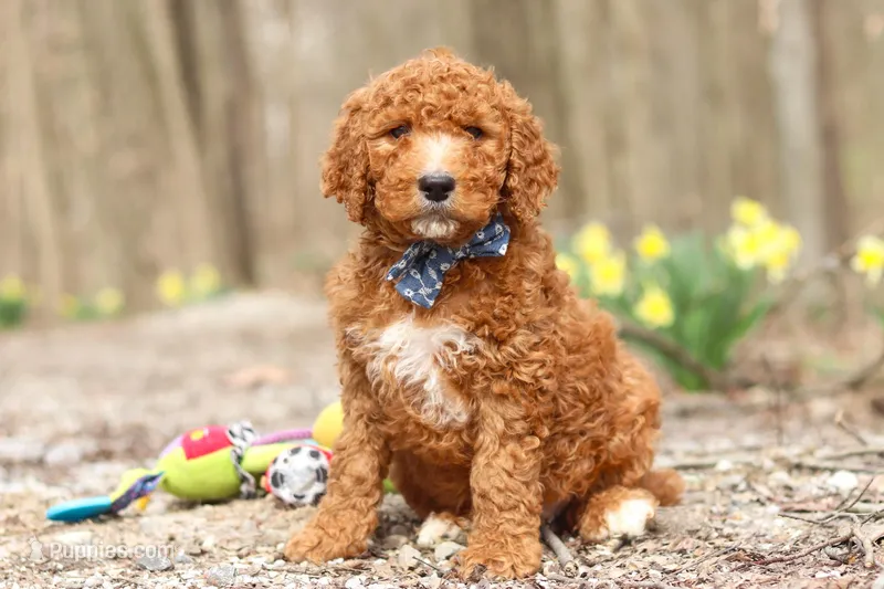 Luke – Goldendoodle puppy for sale in Fresno, OH