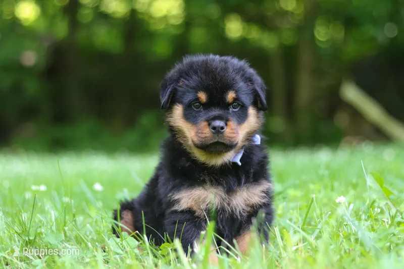 Thor – Rottweiler puppy for sale in Fresno, OH
