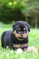 Thor, a male Rottweiler for sale in Fresno, OH – 3 of 10