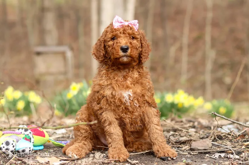 Amy – Goldendoodle puppy for sale in Fresno, OH