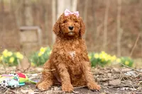 Amy, a female Goldendoodle for sale in Fresno, OH – Photo 1 of 4