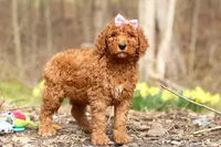 Amy, a female Goldendoodle for sale in Fresno, OH – Photo 2 of 4