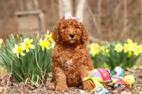 Amy, a female Goldendoodle for sale in Fresno, OH – Photo 3 of 4