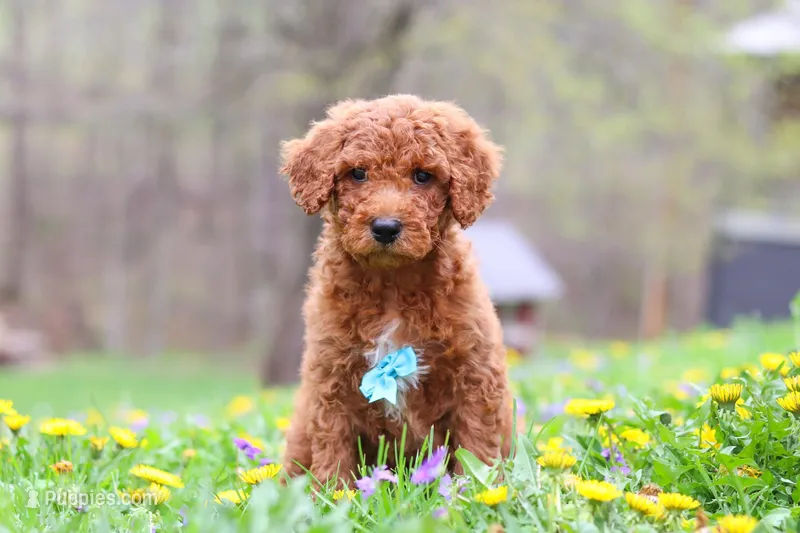 Max – Poodle - Standard  puppy for sale in Fresno, OH