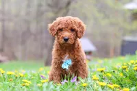 Max, a male Poodle - Standard  for sale in Fresno, OH – Photo 1 of 5