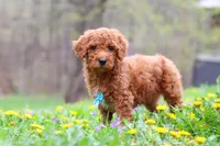 Max, a male Poodle - Standard  for sale in Fresno, OH – Photo 3 of 5