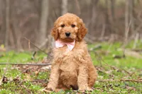 Noelle, a female Goldendoodle for sale in Fresno, OH – Photo 4 of 7
