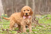 Noelle, a female Goldendoodle for sale in Fresno, OH – Photo 5 of 7