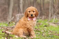 Noelle, a female Goldendoodle for sale in Fresno, OH – Photo 3 of 7