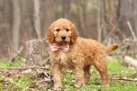 Noelle, a female Goldendoodle for sale in Fresno, OH – Photo 7 of 7