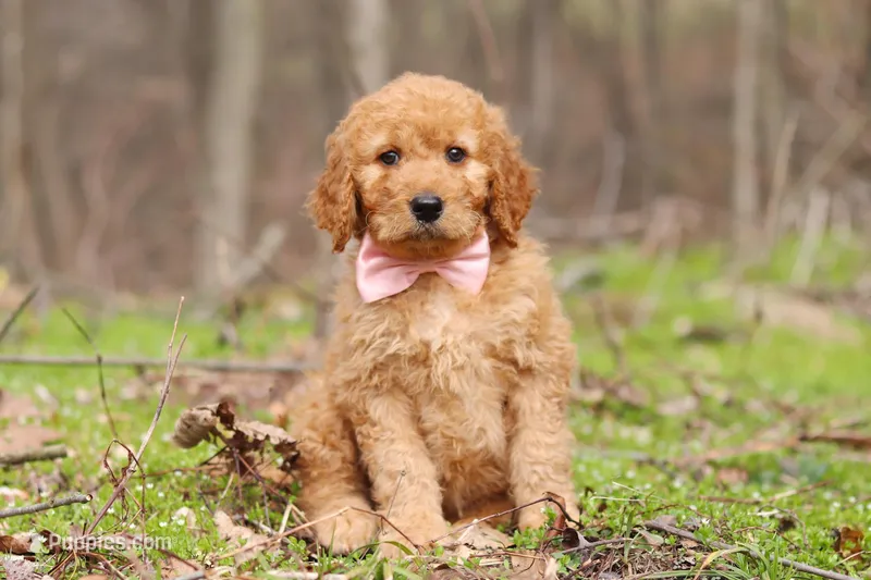 Noelle – Goldendoodle puppy for sale in Fresno, OH