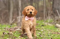 Noelle, a female Goldendoodle for sale in Fresno, OH – Photo 6 of 7