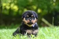 Thor, a male Rottweiler for sale in Fresno, OH – 8 of 10
