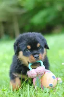Thor, a male Rottweiler for sale in Fresno, OH – 9 of 10