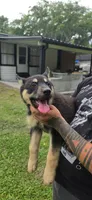Red, a female German Shepherd Dog and Siberian Husky for sale in Jacksonville, FL – 1 of 3