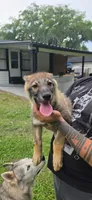 Orange, a female German Shepherd Dog and Siberian Husky for sale in Jacksonville, FL – 1 of 3
