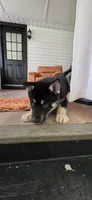 Blue, a male German Shepherd Dog and Siberian Husky for sale in Jacksonville, FL – 3 of 3