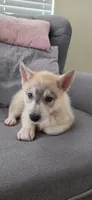 Pink, a female German Shepherd Dog and Siberian Husky for sale in Jacksonville, FL – 2 of 3