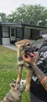 Orange, a female German Shepherd Dog and Siberian Husky for sale in Jacksonville, FL – 2 of 3