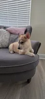 Yellow, a male German Shepherd Dog and Siberian Husky for sale in Jacksonville, FL – 4 of 4