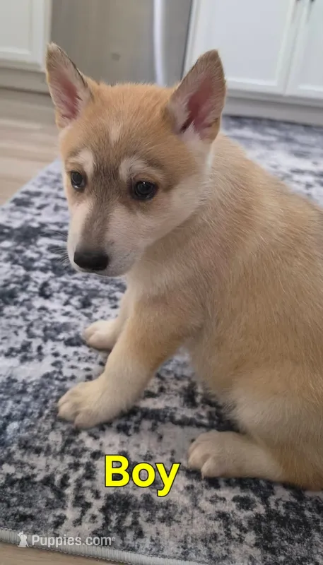 Yellow – German Shepherd Dog, Siberian Husky puppy for sale in Jacksonville, FL