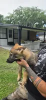 Orange, a female German Shepherd Dog and Siberian Husky for sale in Jacksonville, FL – 3 of 3