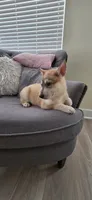 Yellow, a male German Shepherd Dog and Siberian Husky for sale in Jacksonville, FL – 3 of 4