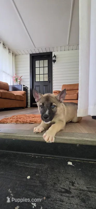 Green – German Shepherd Dog, Siberian Husky puppy for sale in Jacksonville, FL