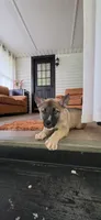 Green, a male German Shepherd Dog and Siberian Husky for sale in Jacksonville, FL – 1 of 3