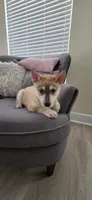 Yellow, a male German Shepherd Dog and Siberian Husky for sale in Jacksonville, FL – 2 of 4