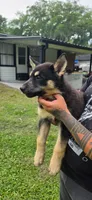 Red, a female German Shepherd Dog and Siberian Husky for sale in Jacksonville, FL – 2 of 3